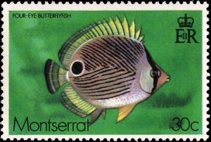 Four Eye Butterflyfish (Chaetodon capistratus)