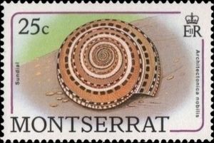 Common Sundial (Architectonica nobilis)