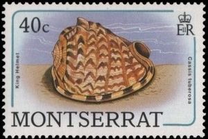 King Helmet (Cassis tuberosa)