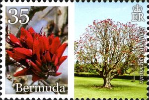 Coral Tree (Erythrina variegata)