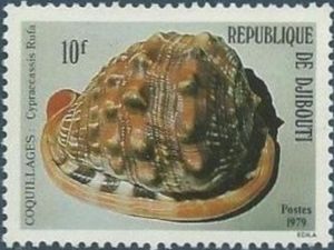 Red Helmet Shell (Cypraecassis rufa)