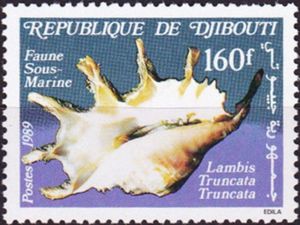 Giant Spider Conch (Lambis truncata)