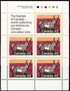 Pronghorn (Antilocapra americana)