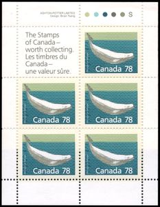 Beluga (Delphinapterus leucas)