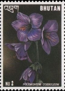 Polemonium coeruleum