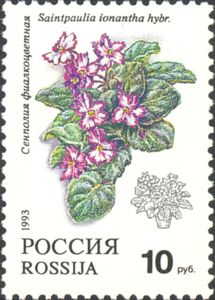 African Violet (Saintpaulia ionantha hybrida)