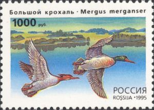 Common Merganser (Mergus merganser)