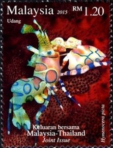 Harlequin Shrimp (Hymenocera picta)