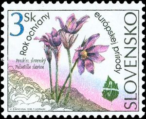 Pulsatilla slavica