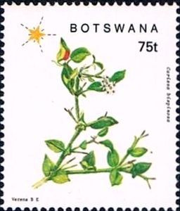 Carissa bispinosa