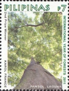 Big Tree in Pansol, Laguna