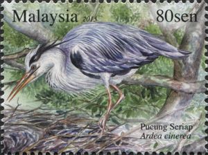 Grey Heron (Ardea cinerea)