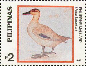 Philippine Duck (Anas luzonica)