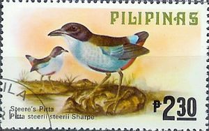 Azure-breasted Pitta (Pitta steerii)