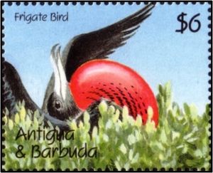 Magnificent Frigatebird (Fregata magnificens)