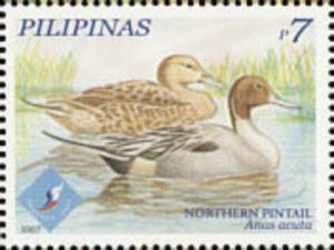 Northern Pintail (Anas acuta)