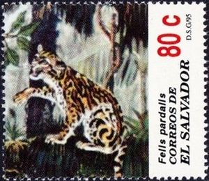 Ocelot (Felis pardalis)