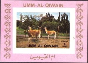 Guanaco (Lama guanicoe)