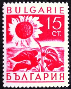 Sunflower (Helianthus annuus)