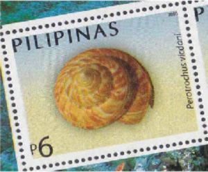 Victor Dan's Slit Shell (Perotrochus vicdani)