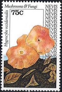 Hygrocybe occidentalis