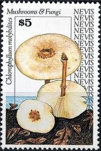 Chlorophyllum molybdites