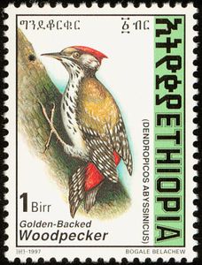 Golden-backed Woodpecker (Dendropicos abyssinicus)
