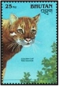 Asian Golden Cat (Profelis temmincki)