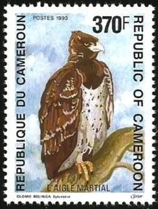 Martial Eagle (Polemaetus bellicosus)