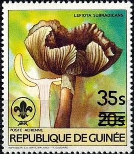 Lepiota subradicans