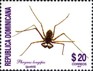 Spider (Phrynus longipes)