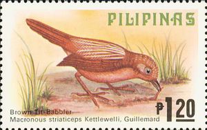 Brown Tit-babbler (Macronus striaticeps)