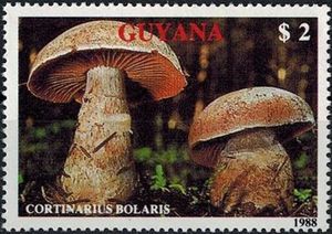Cortinarius bolaris