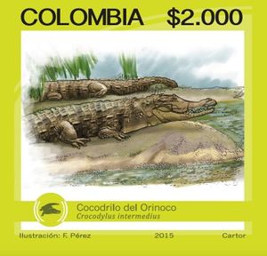 Orinoco Crocodile (Crocodylus intermedius)
