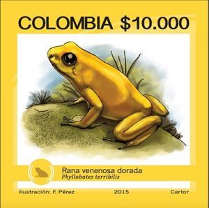 Golden Poison Frog (Phyllobates terribilis)