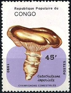 Catathelasma imperiale