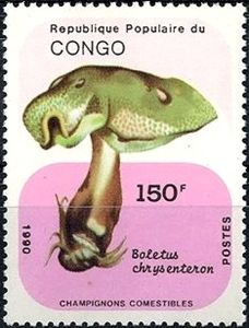 Boletus chrysenteron