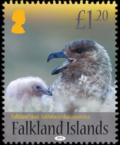Falkland Skua (Catharacta skua antarctica)