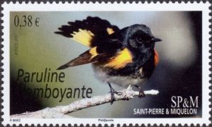 American Redstart (Setophaga ruticilla)