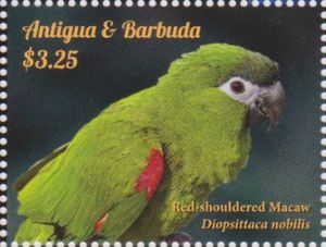 Red-shouldered Macaw (Diopsittaca nobilis)