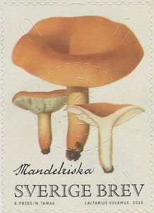 Weeping Milk Cap (Lactarius volemus)