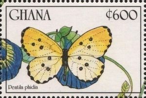 Ghana Pentila (Pentila phidia)