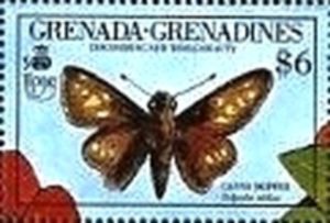 Canna Skipper (Calpodes ethlius)