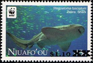 Zebra Shark (Stegostoma fasciatum)