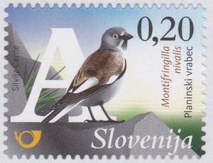 White-winged Snowfinch (Montifringilla nivalis)