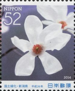 Anise Magnolia (Magnolia salicifolia)