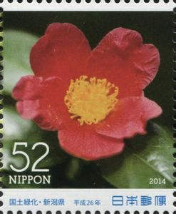 Snow Camellia (Camellia rusticana)