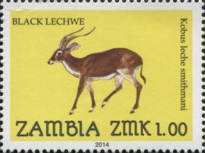 Black Lechwe (Kobus leche smithemani)