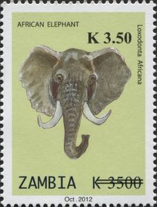 African Elephant (Loxodonta africana)