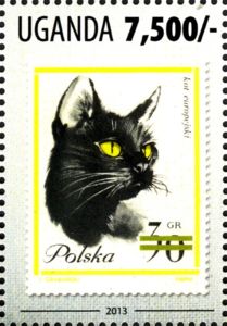 Domestic Cat (Felis silvestris catus)